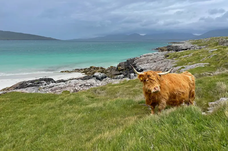 Highland cow, Luskentyre Beach, Scotland.