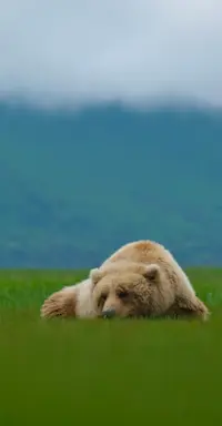 Brown Bear - Katmai, Alaska