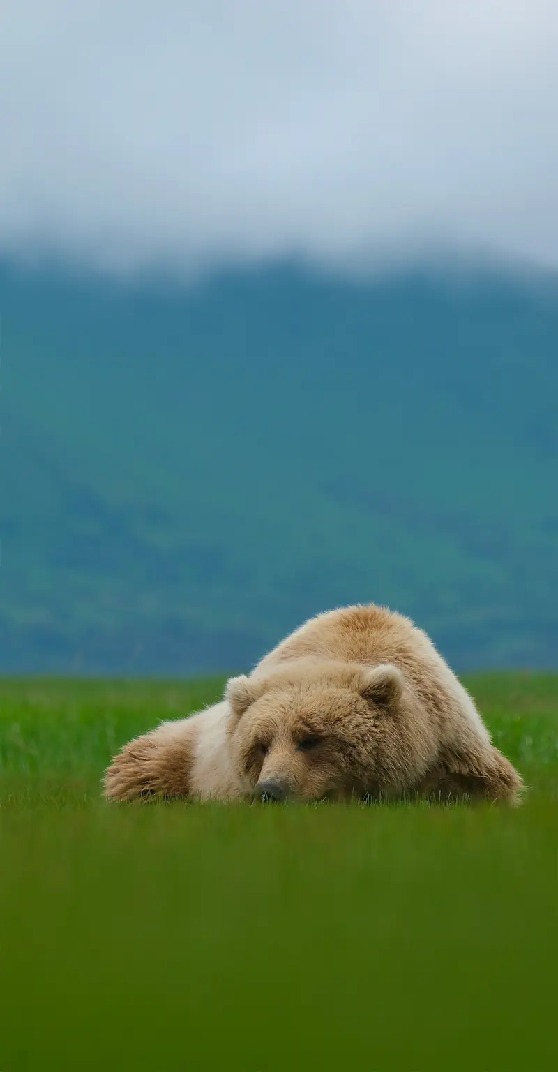 Brown Bear - Katmai, Alaska