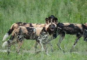 Beforeyougo|Chitabe Camp