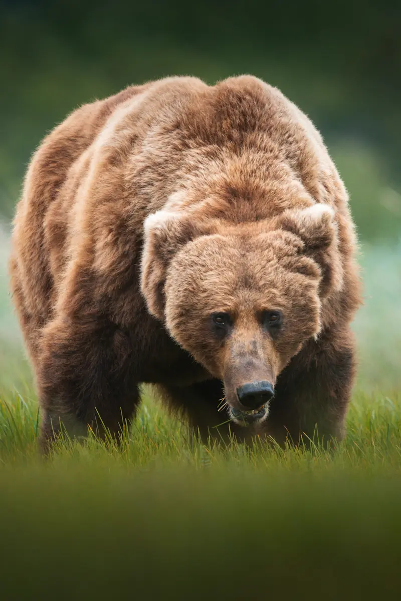 Brown bear, Kodiak Island, Alaska.