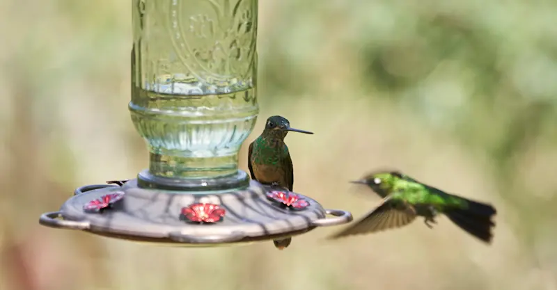 Ensifera Hummingbird Garden, Peru.