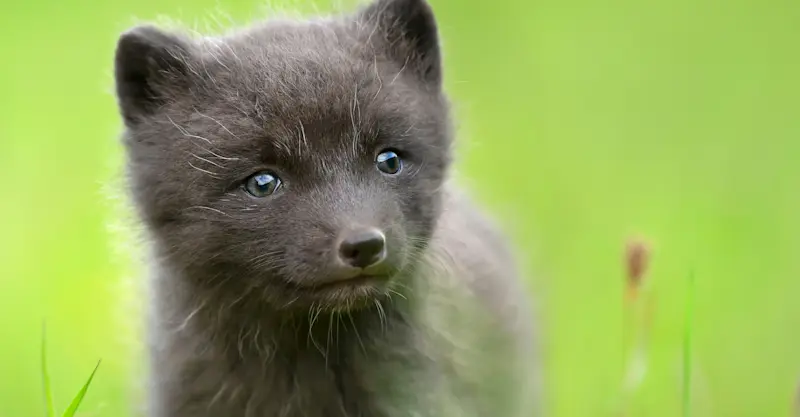 Arctic fox, Westfjords, Iceland.