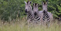 Burchell's zebras, Sabi Sand Game Reserve, South Africa.