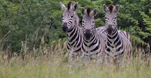 Burchell's zebras, Sabi Sand Game Reserve, South Africa.