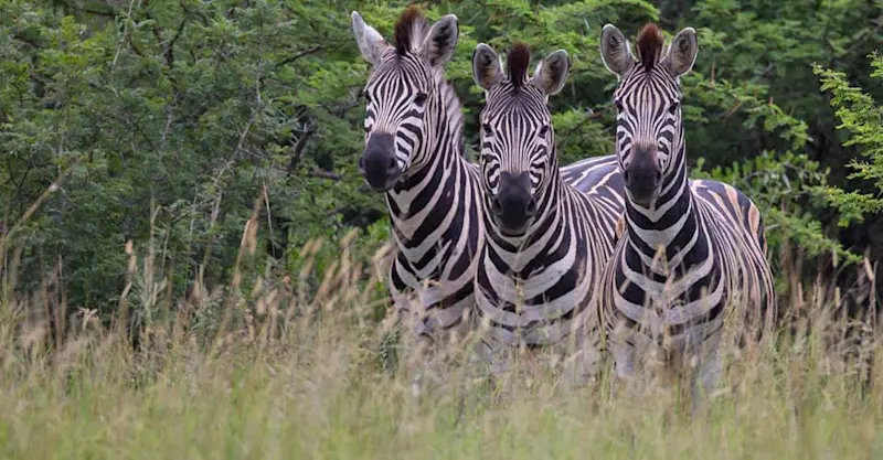 Burchell's zebras, Sabi Sand Game Reserve, South Africa.