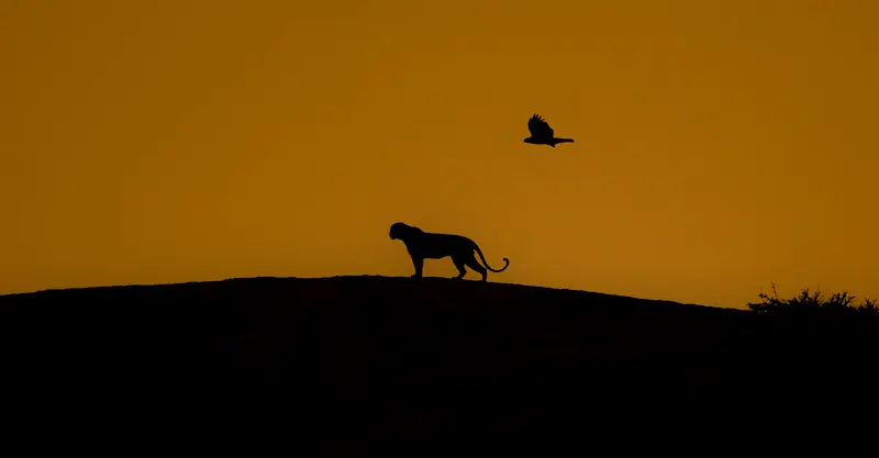Leopard and Long-legged buzzard