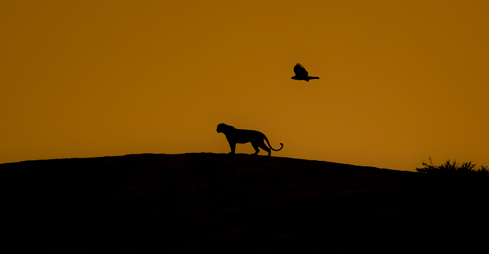 Leopard and Long-legged buzzard