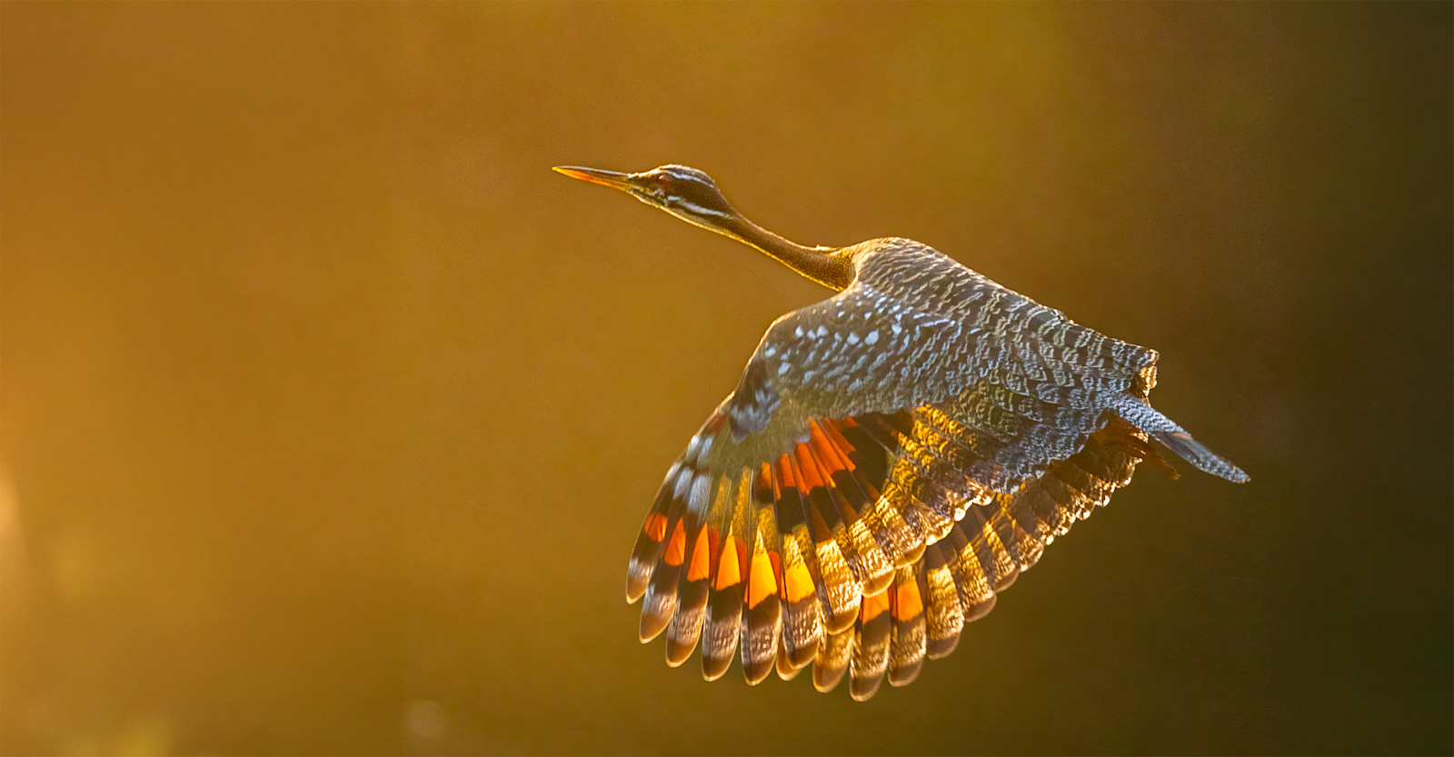 Sunbittern, Amazon