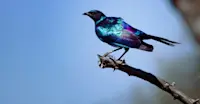 Burchell's starling, Okavango Delta, Botswana.