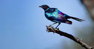 Burchell's starling, Okavango Delta, Botswana.