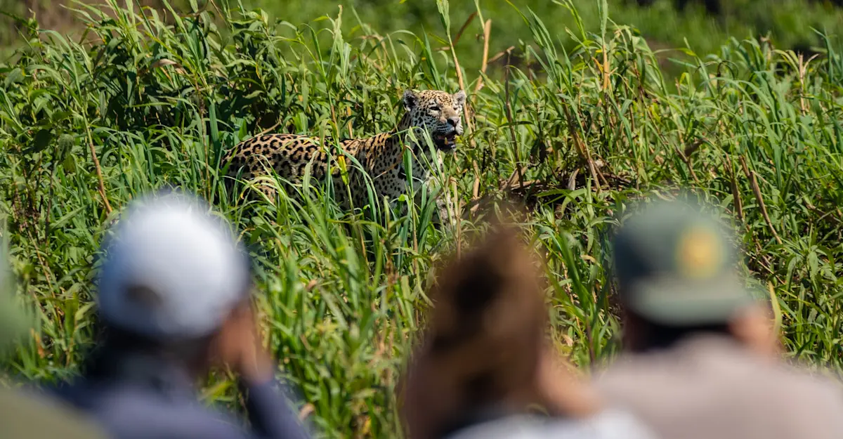 Earthwatch Expeditions participants near a jaguar, Pantanal, Brazil.