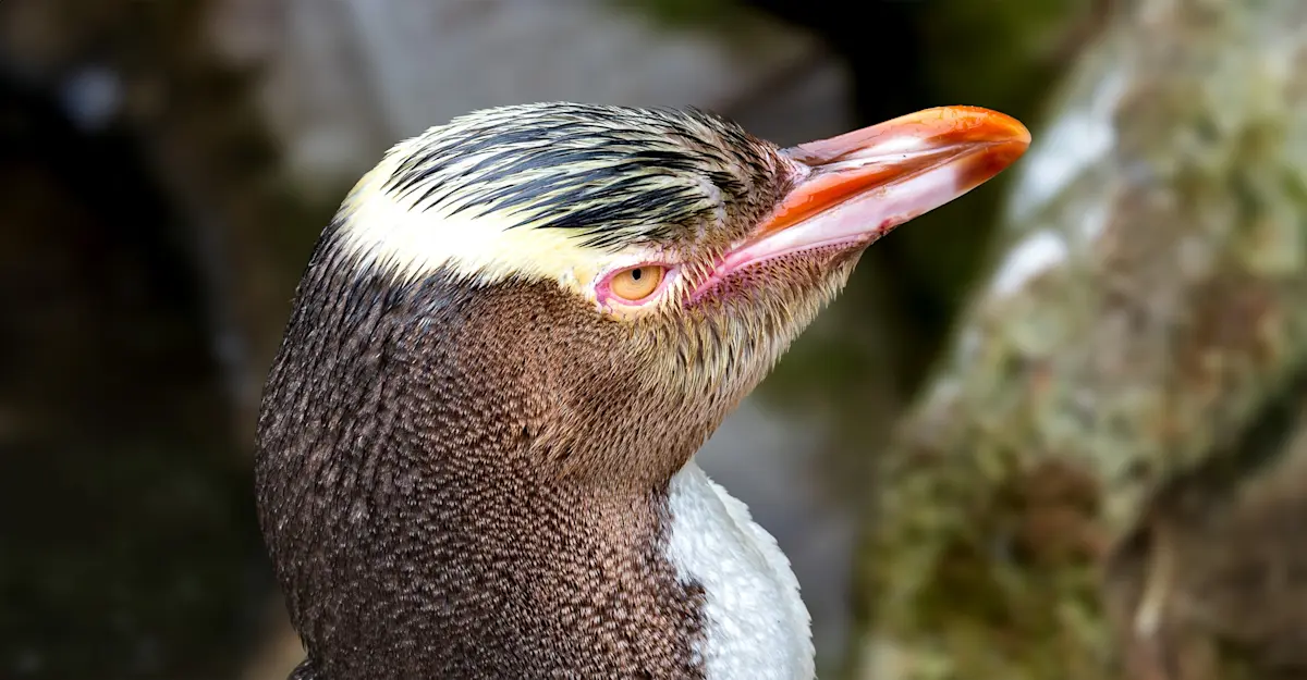 Yellow eyed penguin, Alliance Private Reserve, New Zealand.