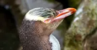 Yellow eyed penguin, Otago Peninsular Eco Restoration Alliance, New Zealand.