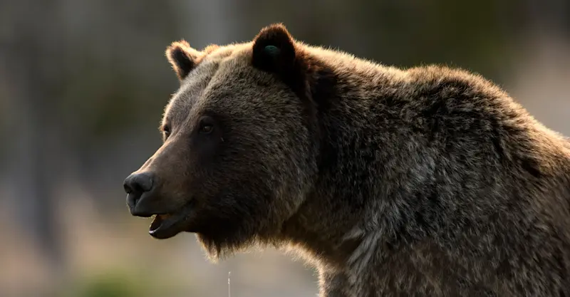 Grizzly, Yellowstone National Park, Wyoming. 