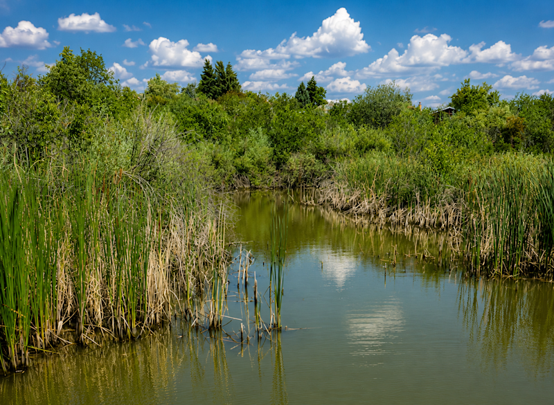 A Colorado wetland surrounded by cattails and dense summer vegetation.