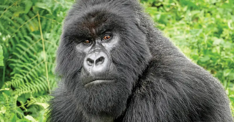Mountain gorilla, Volcanoes National Park, Rwanda.