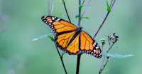 Monarch butterfly, Mexico