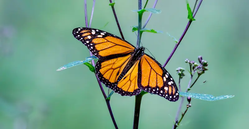 Monarch butterfly, Mexico