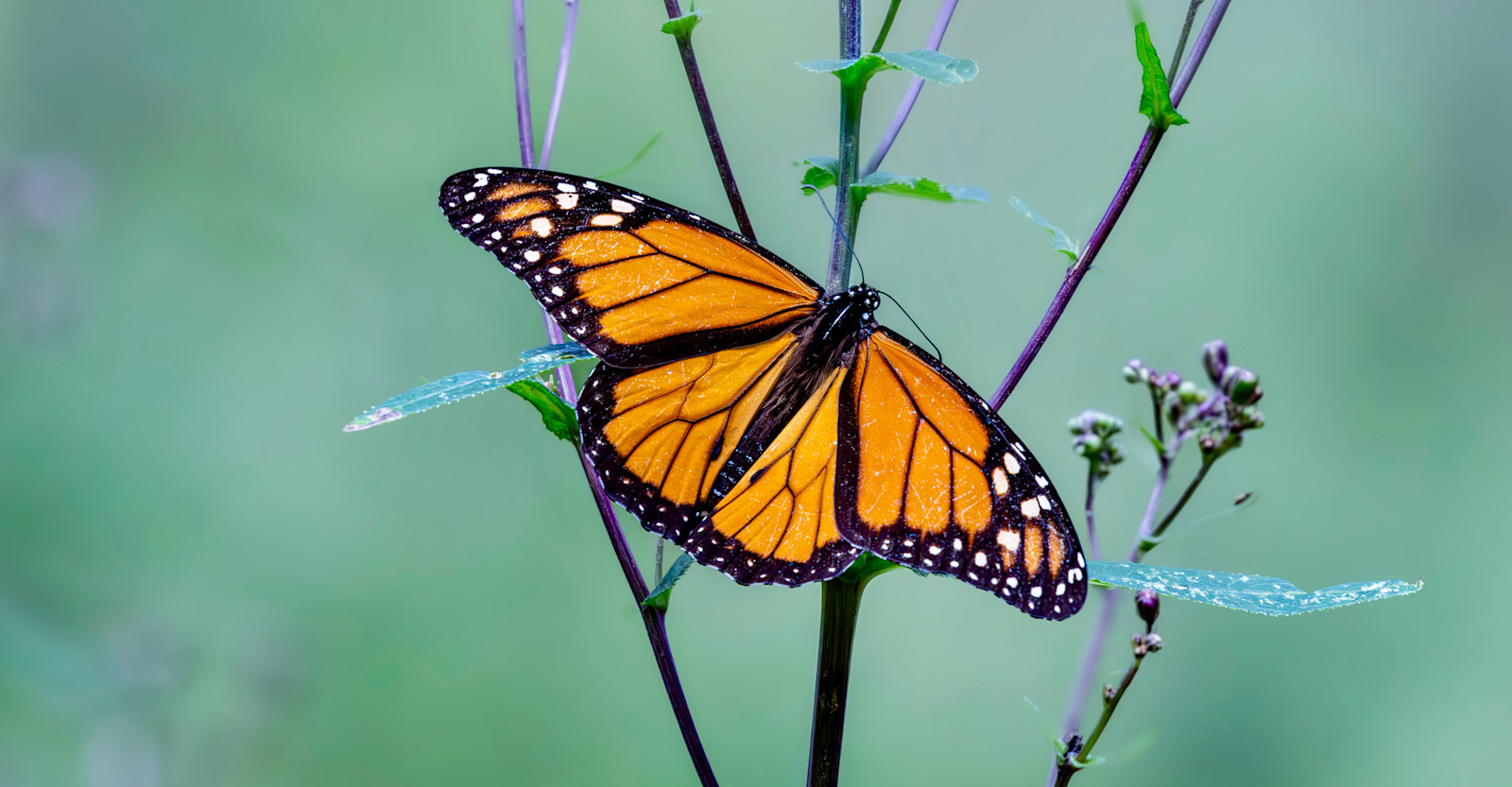 Monarch butterfly, Mexico