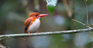 Madagascar pygmy kingfisher, Madagascar.
