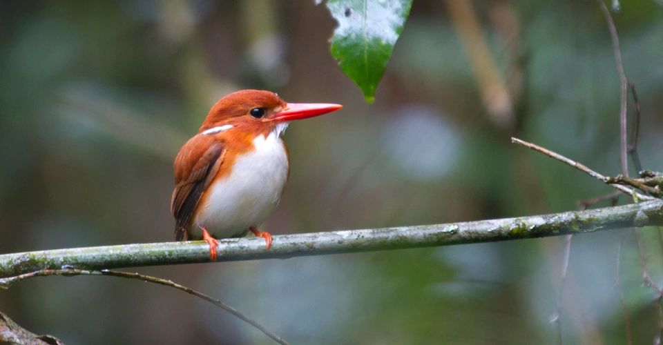 Madagascar pygmy kingfisher, Ranomafana National Park, Madagascar.