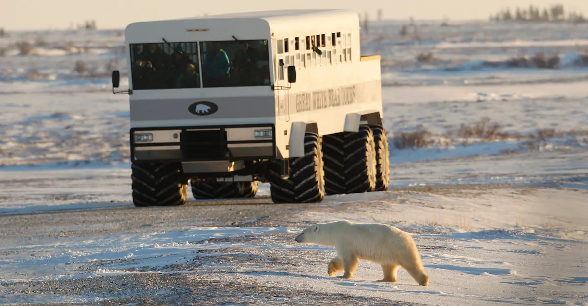 Polar bear and Polar Rover, Churchill, Manitoba.