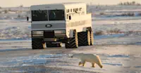Polar bear and Polar Rover, Churchill, Manitoba.