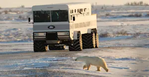 Polar bear and Polar Rover, Churchill, Manitoba.