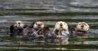 Sea otters, Kenai Fjords National Park, Alaska.