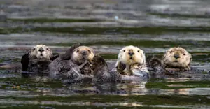 Sea otters, Kenai Fjords National Park, Alaska.