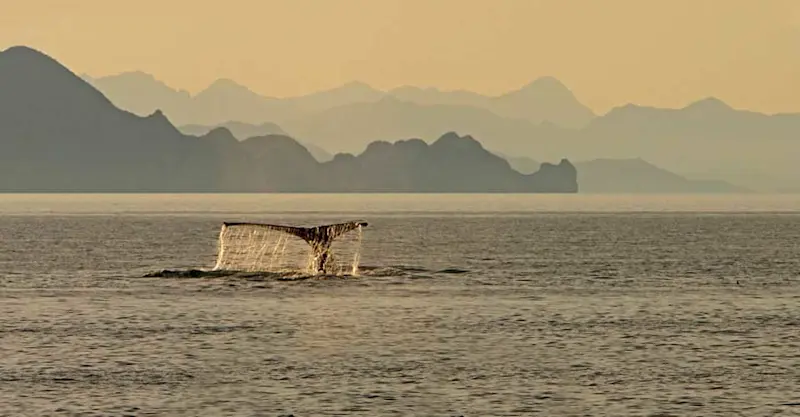 Whale tail, Baja, Mexico.