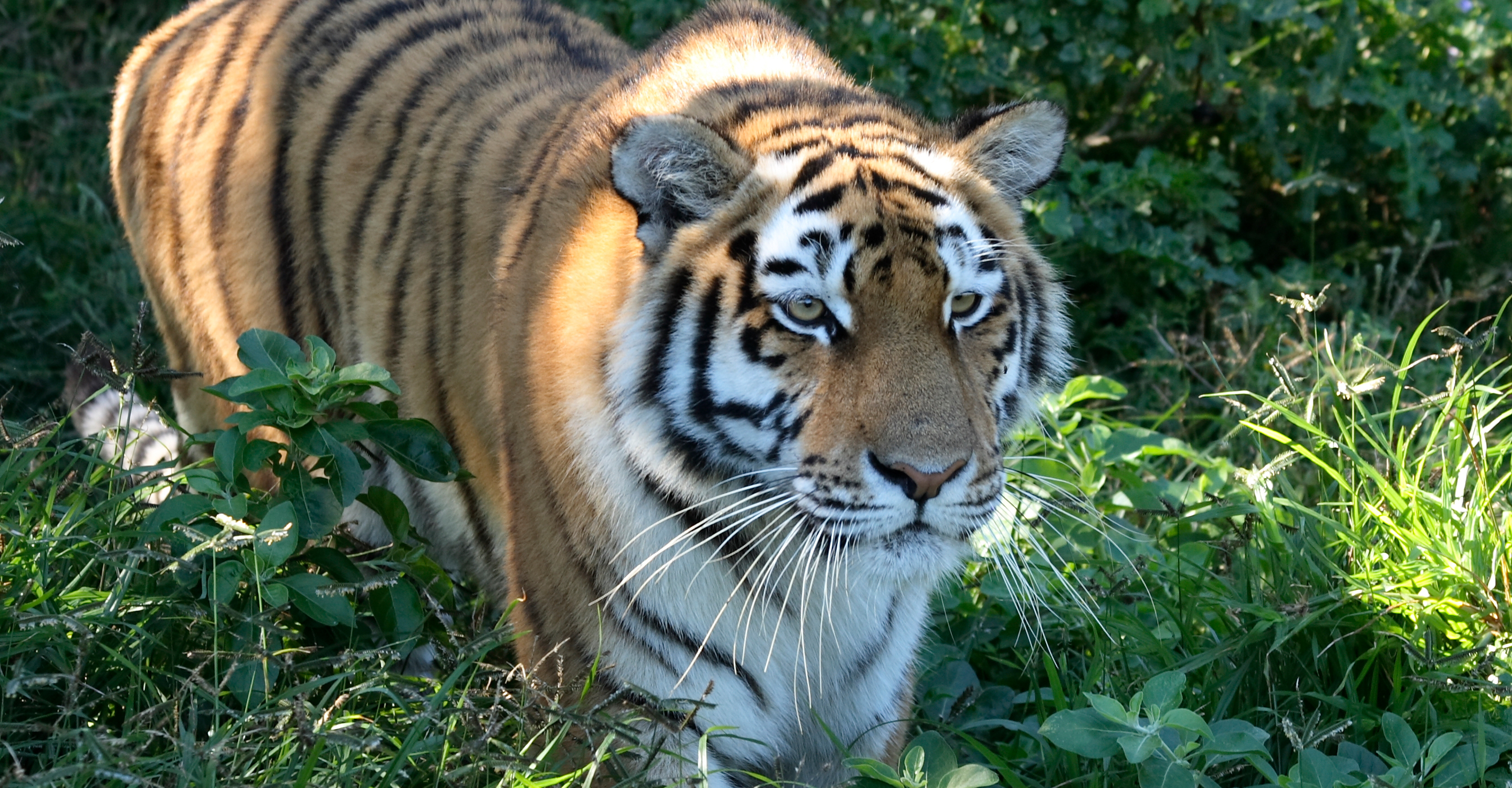 A close-up of a tiger in the tall green grassland of Kanha National Park, India