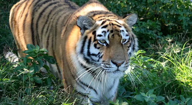 A close-up of a tiger in the tall green grassland of Kanha National Park, India