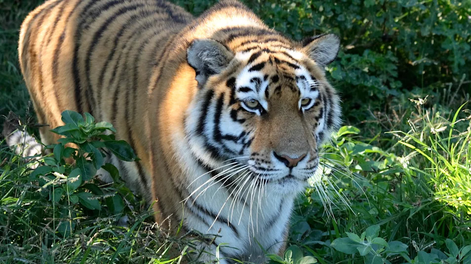 A close-up of a tiger in the tall green grassland of Kanha National Park, India