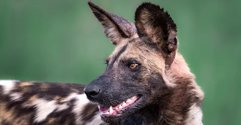 Painted Wolf, Lower Zambezi