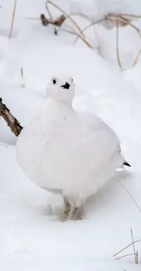 Ptarmigan, Churchill, Manitoba.