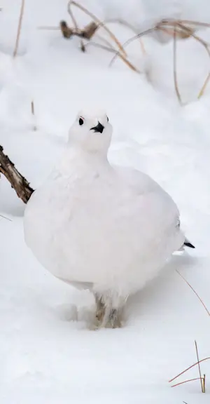 Ptarmigan, Churchill, Manitoba.