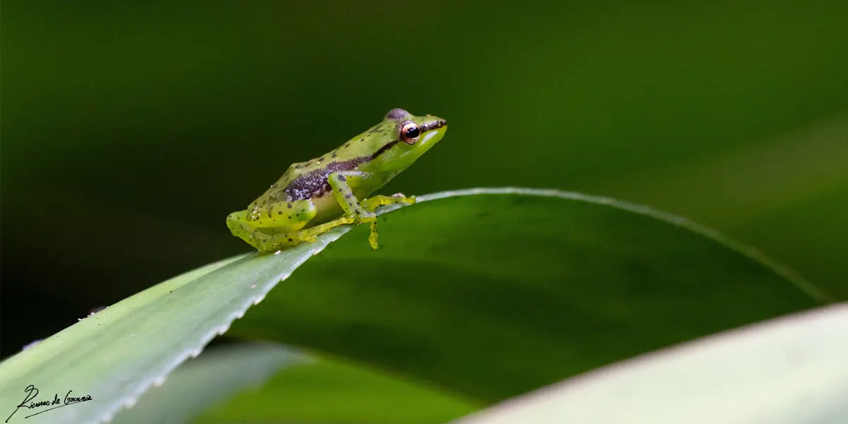 Guibemantis pulcher, Ranomafana National Park, Madagascar.