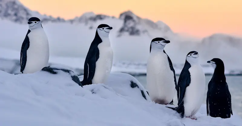 Chinstrap penguins, Antarctica.