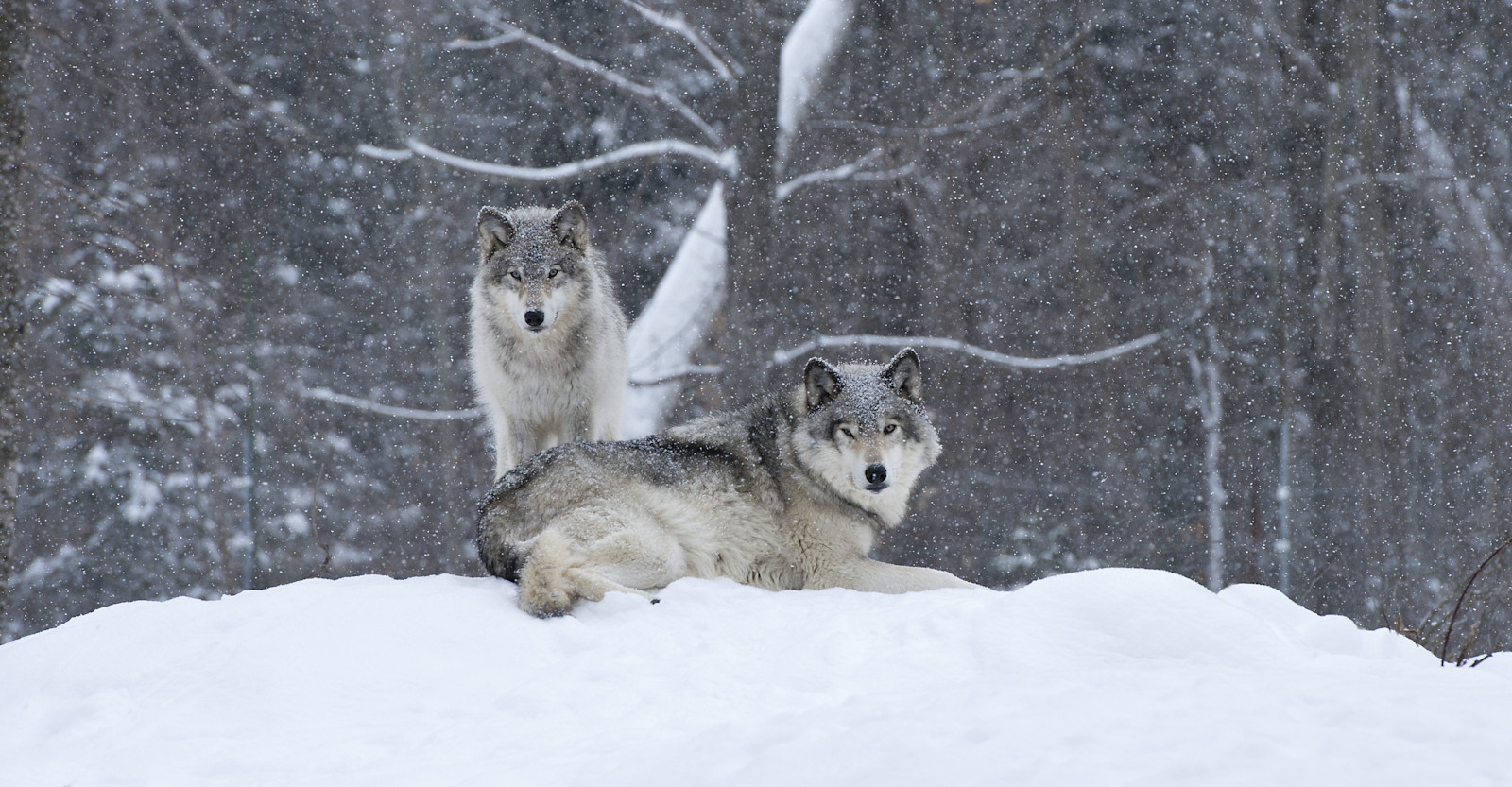 Gray wolves, Yellowstone National Park, Wyoming.