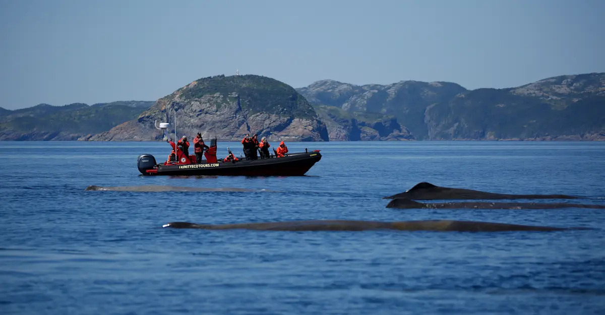Whale photography Zodiac tour, Trinity, Newfoundland, Canada.