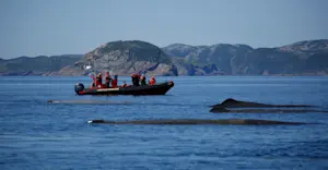 Whale photography Zodiac tour, Trinity, Newfoundland, Canada.