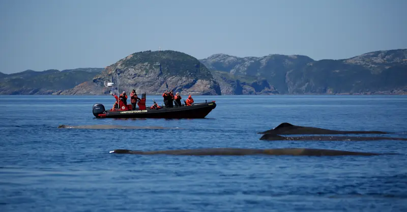 Whale photography Zodiac tour, Trinity, Newfoundland, Canada.