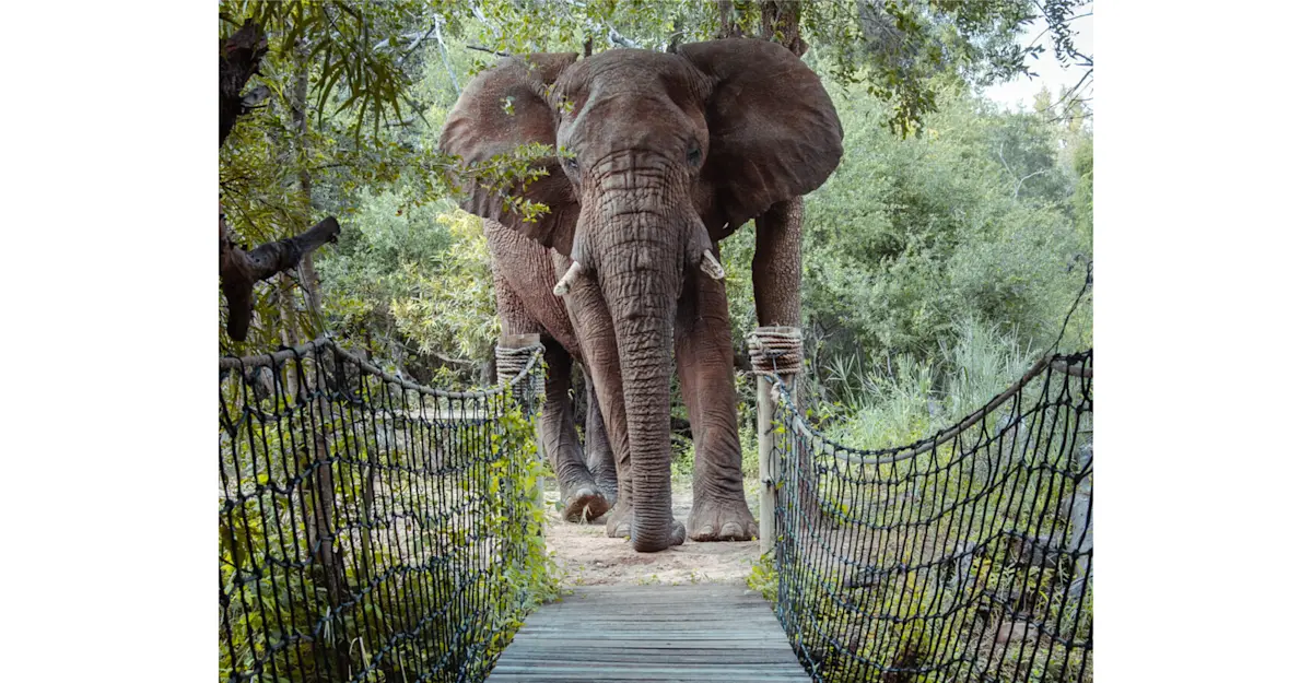 Safari Lodge Pathway