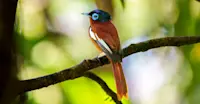 Malagasy paradise flycatcher, Madagascar.
