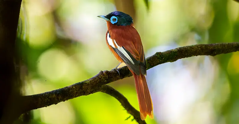 Malagasy paradise flycatcher, Madagascar.