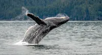 Slideshow Thumbnail 7 of 8