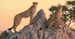Cheetahs on termite mound, Okavango Delta, Botswana.