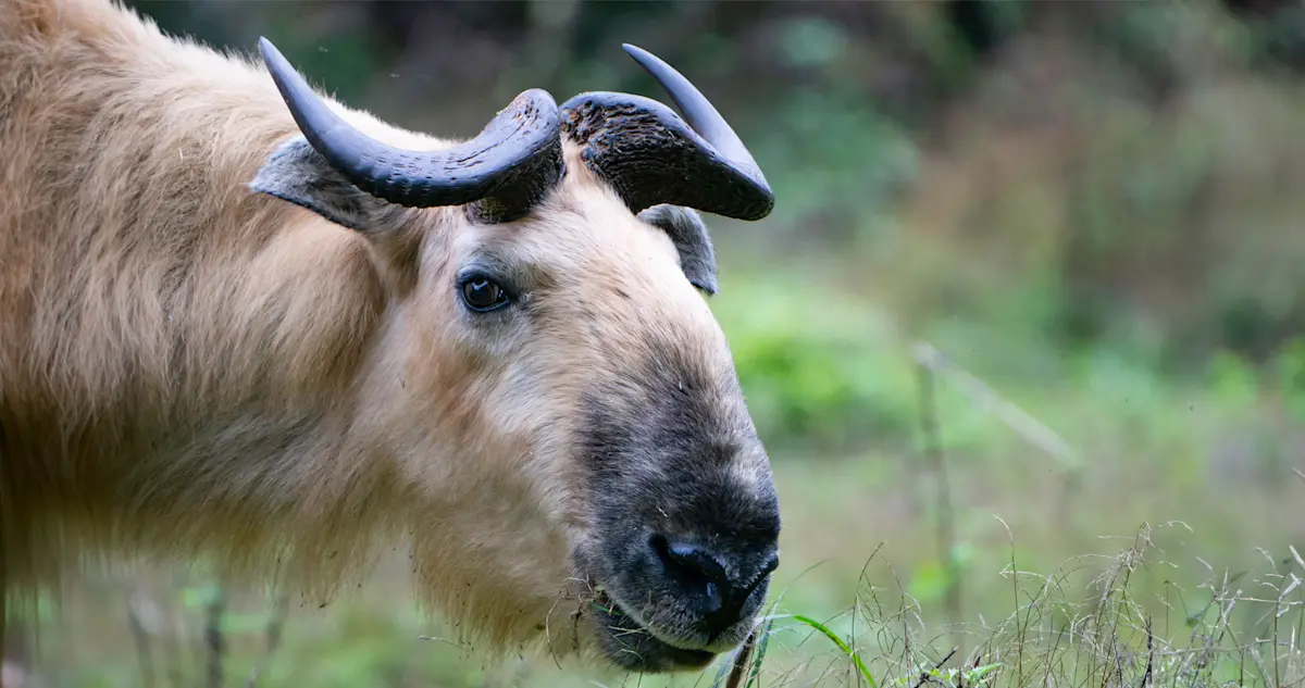 Sichuan takin, Wild Panda Nature Reserve, China.